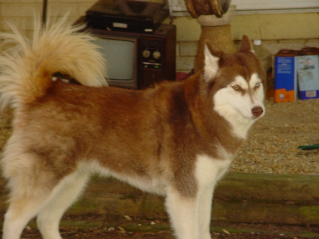 wigwag 05