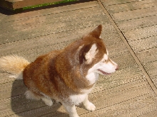 wigwag 06