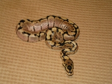 spider ball python
