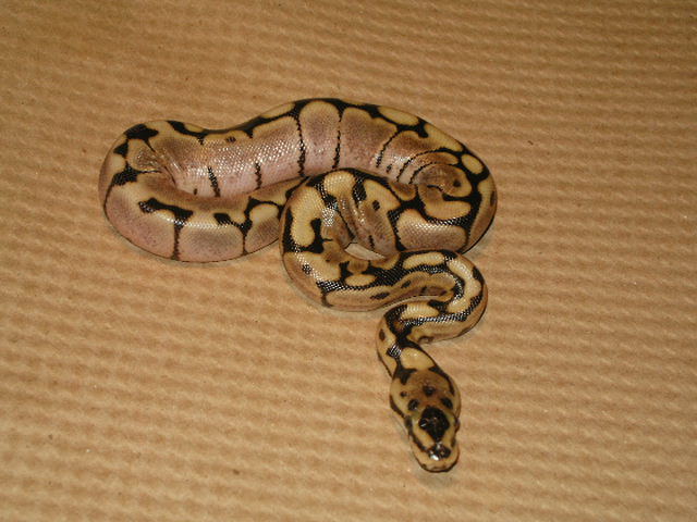 spider ball python