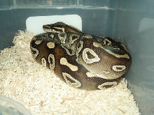 mojave ball python