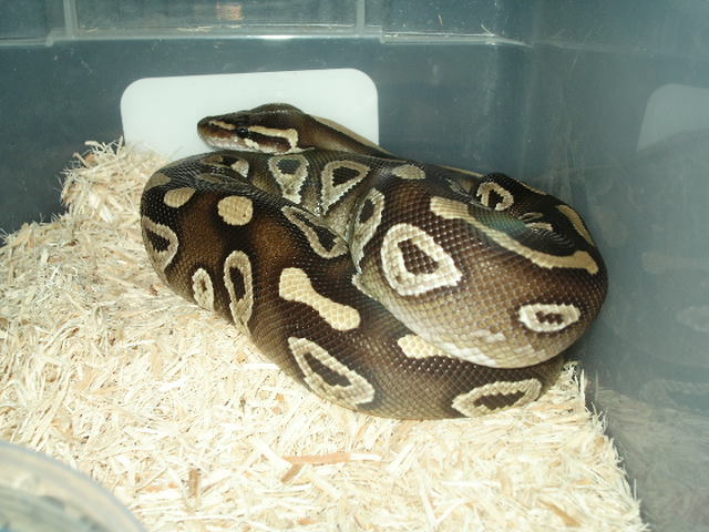 mojave ball python