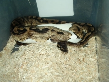 piedbald python