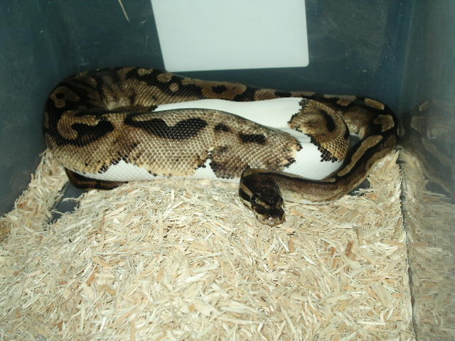 piedbald python