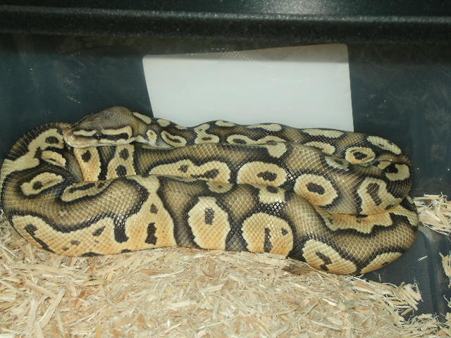 pastel ghost