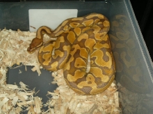 caramel ball