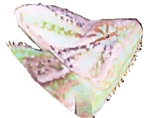 Male Veiled Chameleon Head