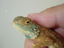 Phrynocephalus sp.?