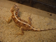 Phrynocephalus sp.