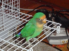 paulie