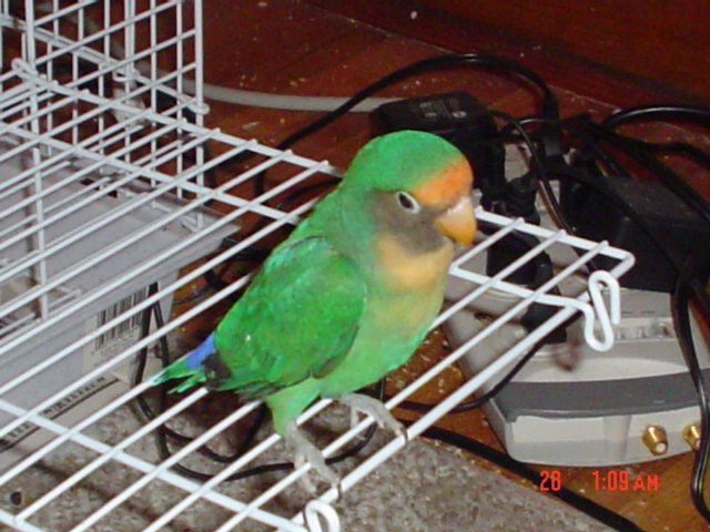 paulie