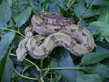 04 Corn Island boa