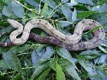 04 Corn Island boa 2