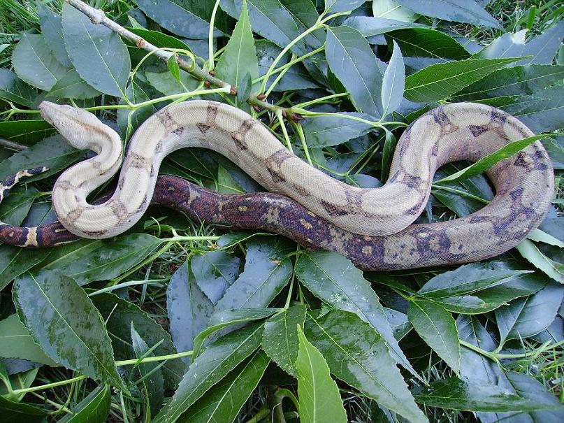 04 Corn Island boa 2