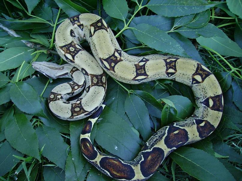 Female het stripline albino
