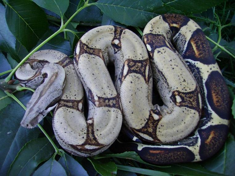 Male Het Stripline albino
