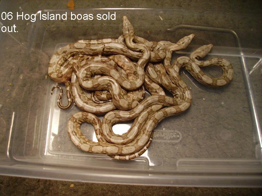 06 Hog Island littler Sear/Lemke