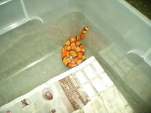 Sunrise Hypo