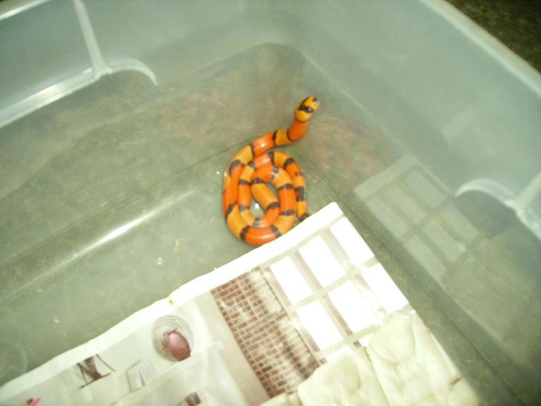 Sunrise Hypo