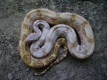 05 Holdbck Hog Island boa
