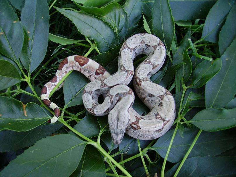 Salmon het albino