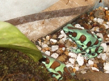 auratus