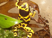 leuc