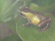 green pumilio