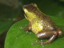 green pumilio