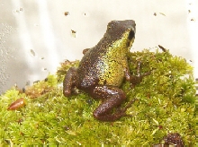 pumilio