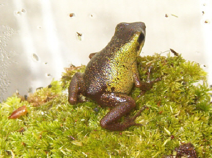 pumilio