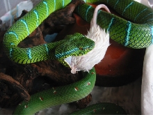 T.wagleri