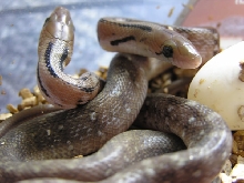 Coelognathus helena hatching