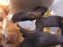 Melanistic Coelognathus subradiatus