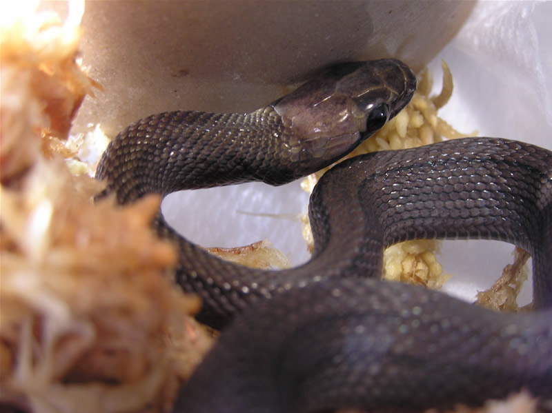 Melanistic Coelognathus subradiatus