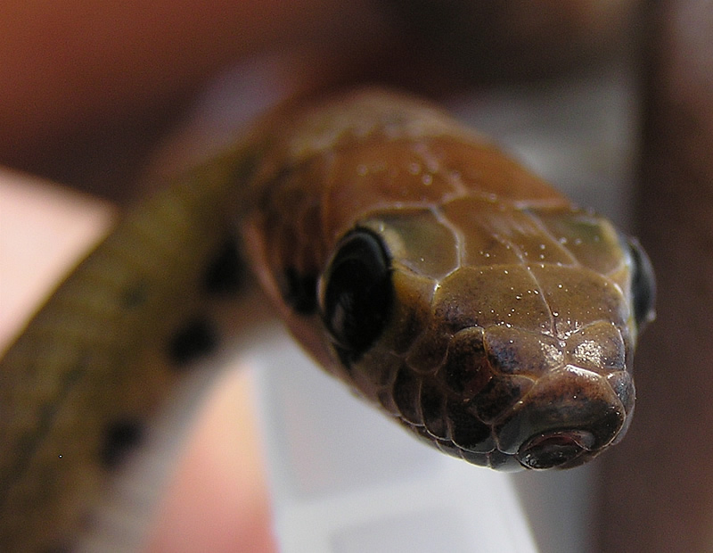 Coelognathus subradiatus