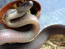 Coelognathus subradiatus
