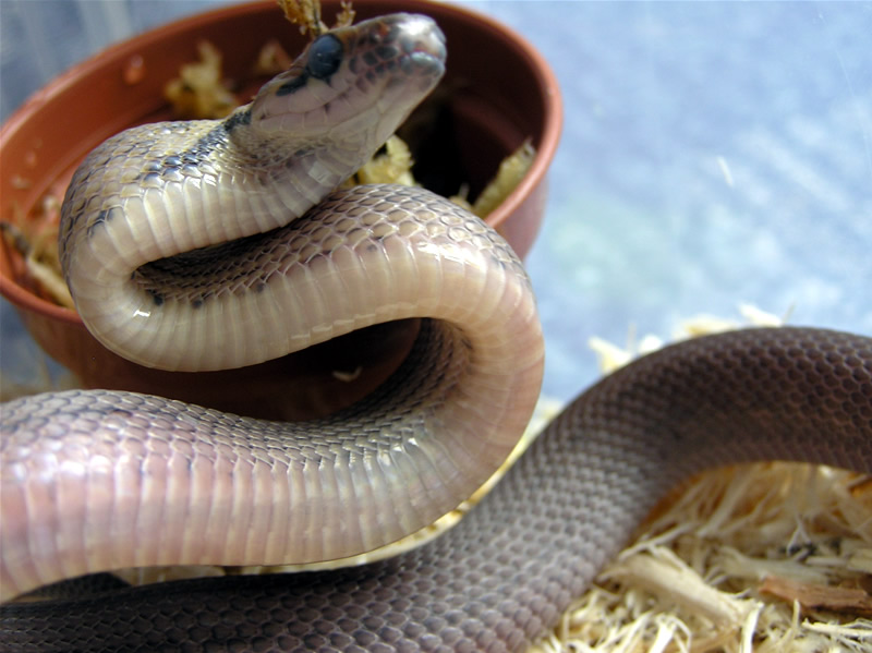 Coelognathus subradiatus