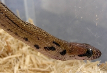 Coelognathus subradiatus