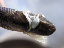 Melanistic Coelognathus subradiatus Shedding