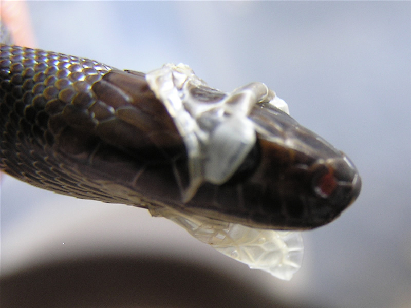 Melanistic Coelognathus subradiatus Shedding