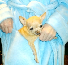 Bambi in my robe