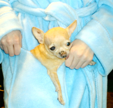 Bambi in my robe