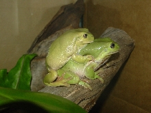 my WTF's in amplexus