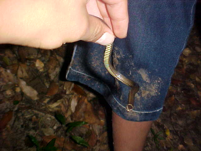 dwarf crown snake