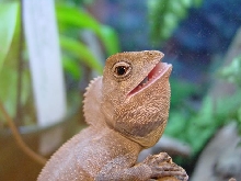 hypsilurus spinipes