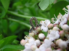 catipillar