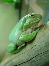 litoria caerulea