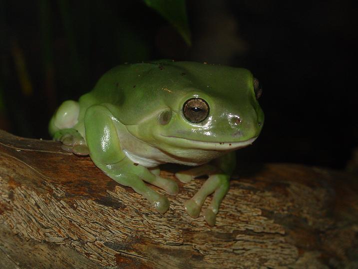 kermit WTF