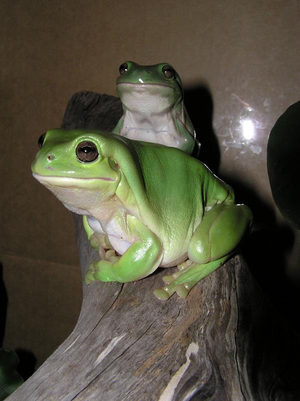 kermit/frodo